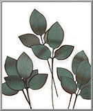 Winter Rose Leaves