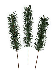 Green Pine Sprigs from Austria