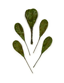 European Primrose Leaves vintage fabric green leaf from Germany