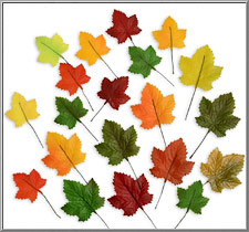 Small Multi-Color Autumn leaves from Germany