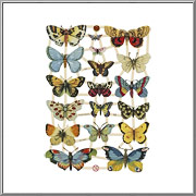 Delicate Butterflies and Moths Scrap Picture Sheet EF Germany